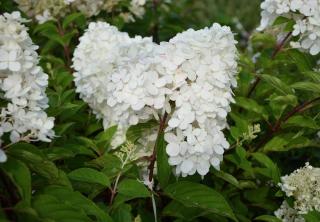 Hydrangea paniculata Kyushu