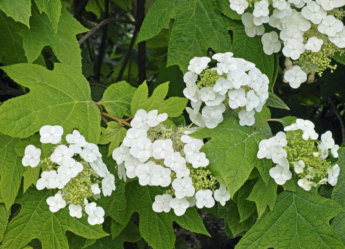 Hydrangea quercifolia - Hortensia feuilles de chene