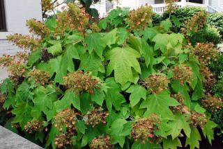 Hydrangea quercifolia - taille et entretien