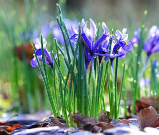 Iris reticulata