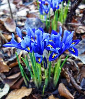 Iris reticulata plantation