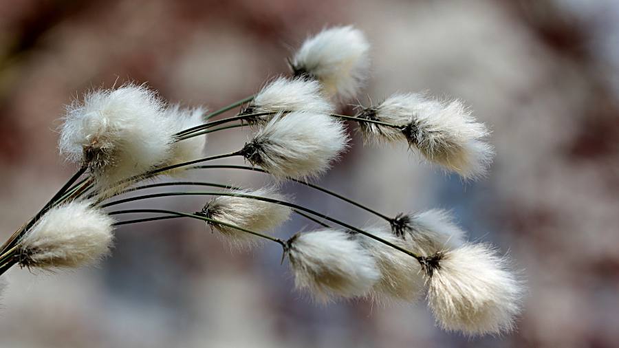 Linaigrette plantation entretien