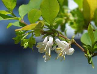 Lonicera fragrantissima - chevrefeuille hiver - parfum