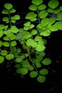 Moringa en pot interieur