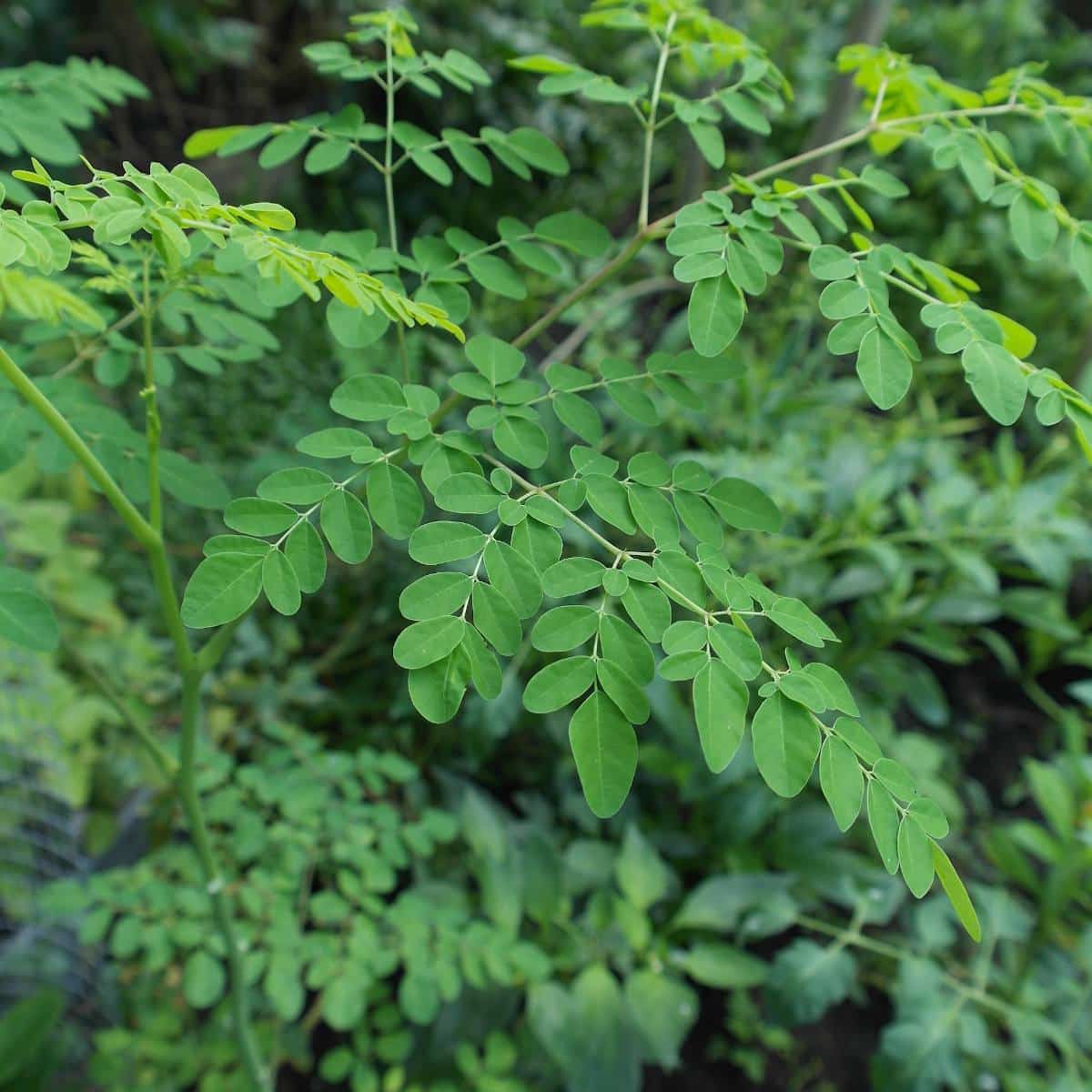 Moringa