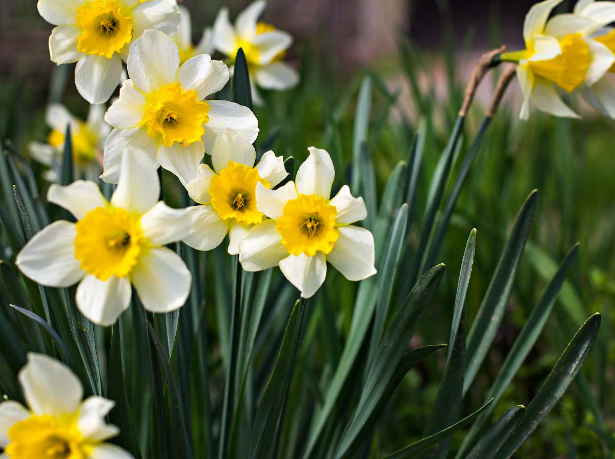 Narcisse - Narcissus fleur