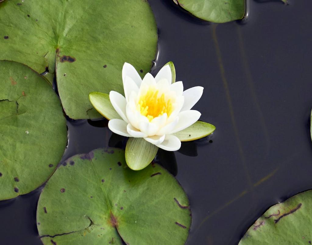 Nymphaea tetragona - nenuphar nain