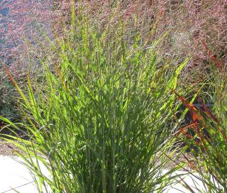 Panicum