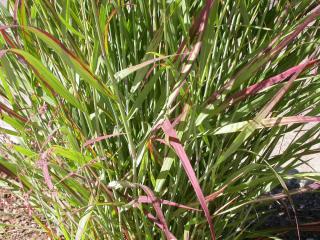 Panicum virgatum entretien - panicum érige