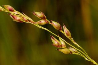 Panicum-virgatum-jardin