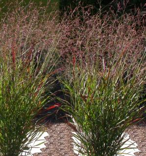 Panicum virgatum plantation