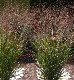 Panicum virgatum plante