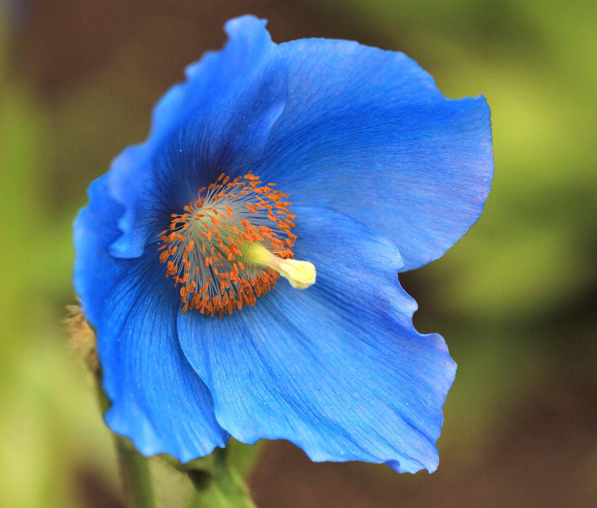 Pavot bleu de l'himalaya - Meconopsis betonicifolia