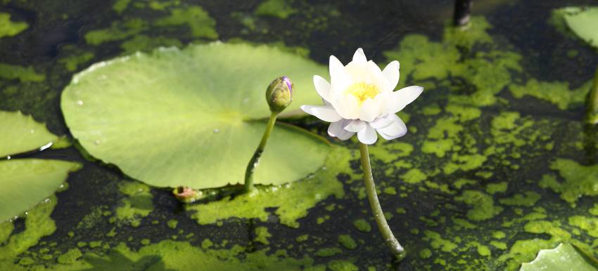 Nymphaea Nain Pygmae Alba - Nénuphar Nain Blanc —