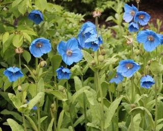 Plantation - Pavot bleu de l'himalaya - Meconopsis betonicifolia