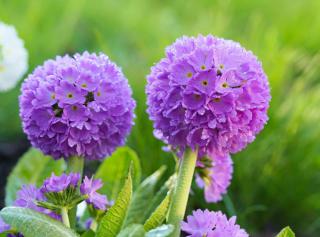 Primula denticulata - primevere denticule himalaya