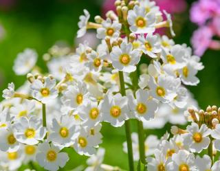 Primula japonica - primevere du japon