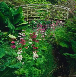 Primula japonica - primevere du japon - jardin eau