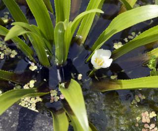 Stratiotes aloides - aloes d'eau