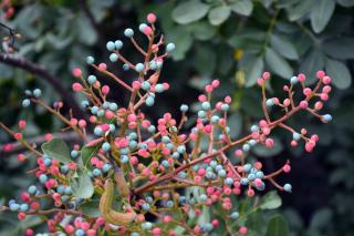 Troène du Japon - Ligustrum japonicum baie fruit