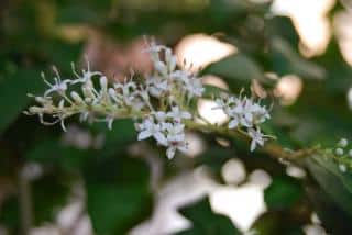 Troène du Japon - Ligustrum japonicum entretien taille