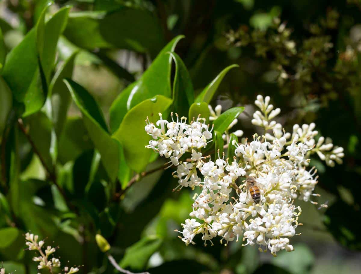 Troène du Japon - Ligustrum japonicum