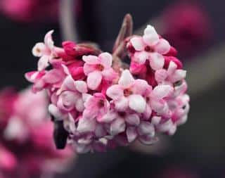 Viburnum viorne hiver parfum