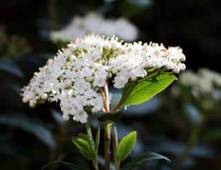 Viburnum x burkwoodii - viorne du burkwood