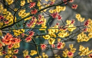 arbuste a fleur parfumé hiver