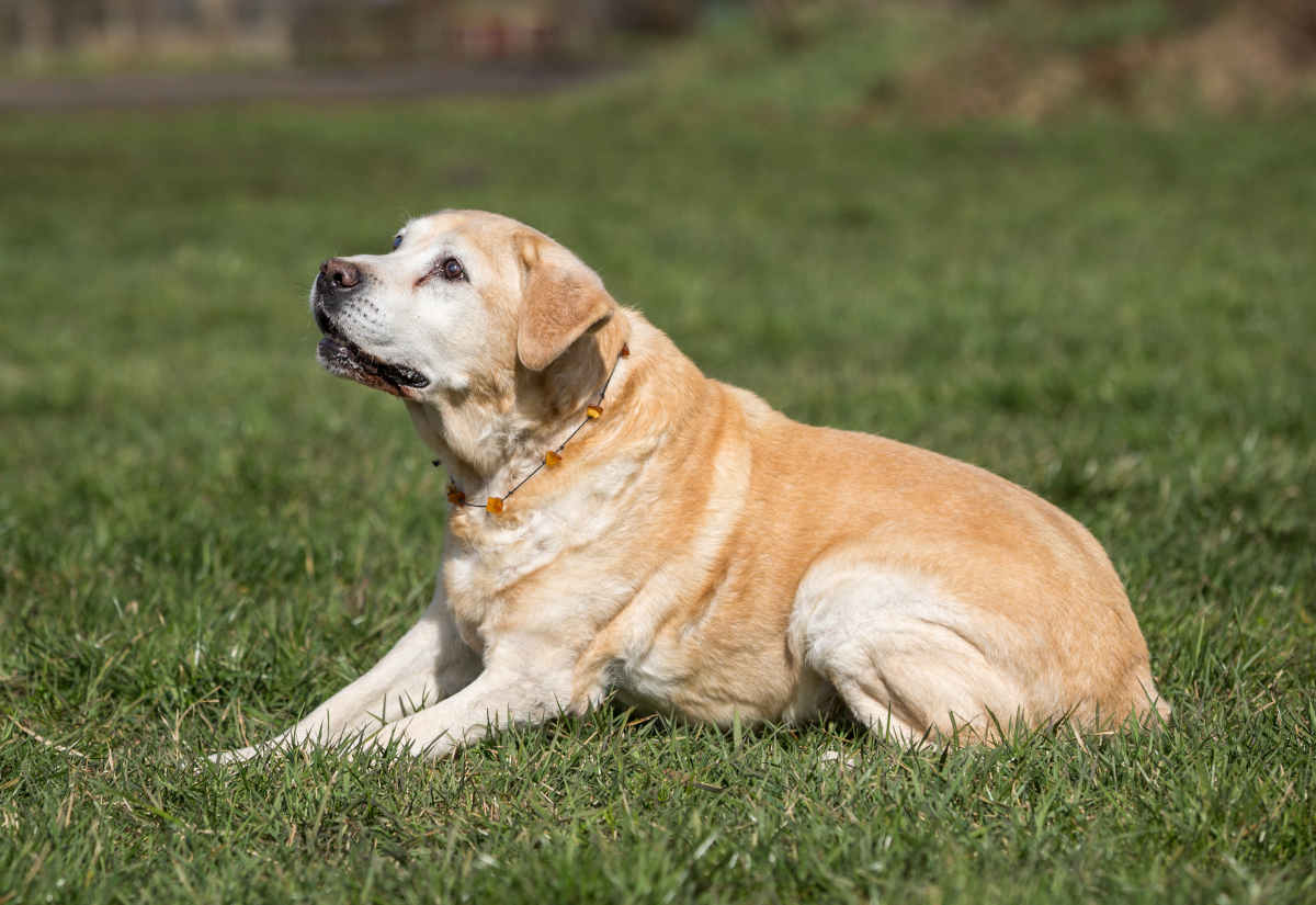 Harpagophytum pour chien : c'est quoi ? Pour quelles utilisations ?