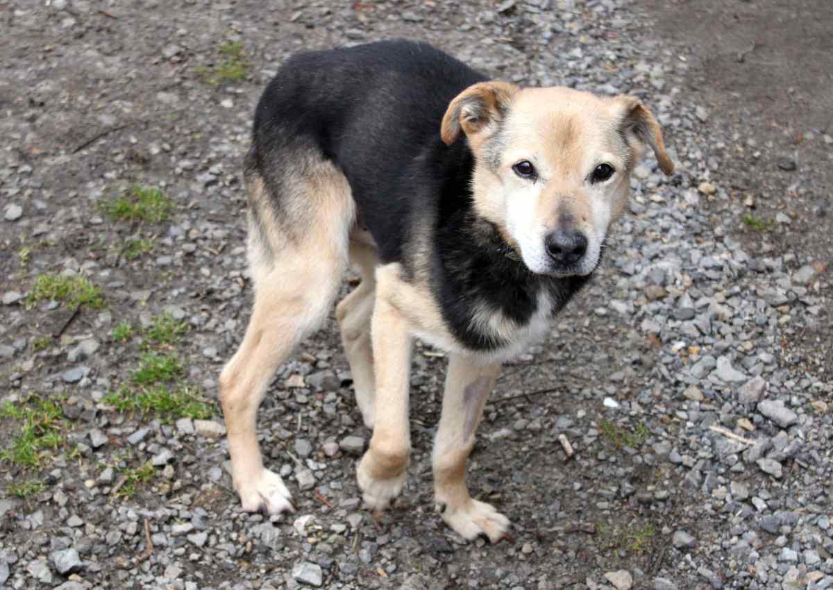 chien qui a peur en balade promenade