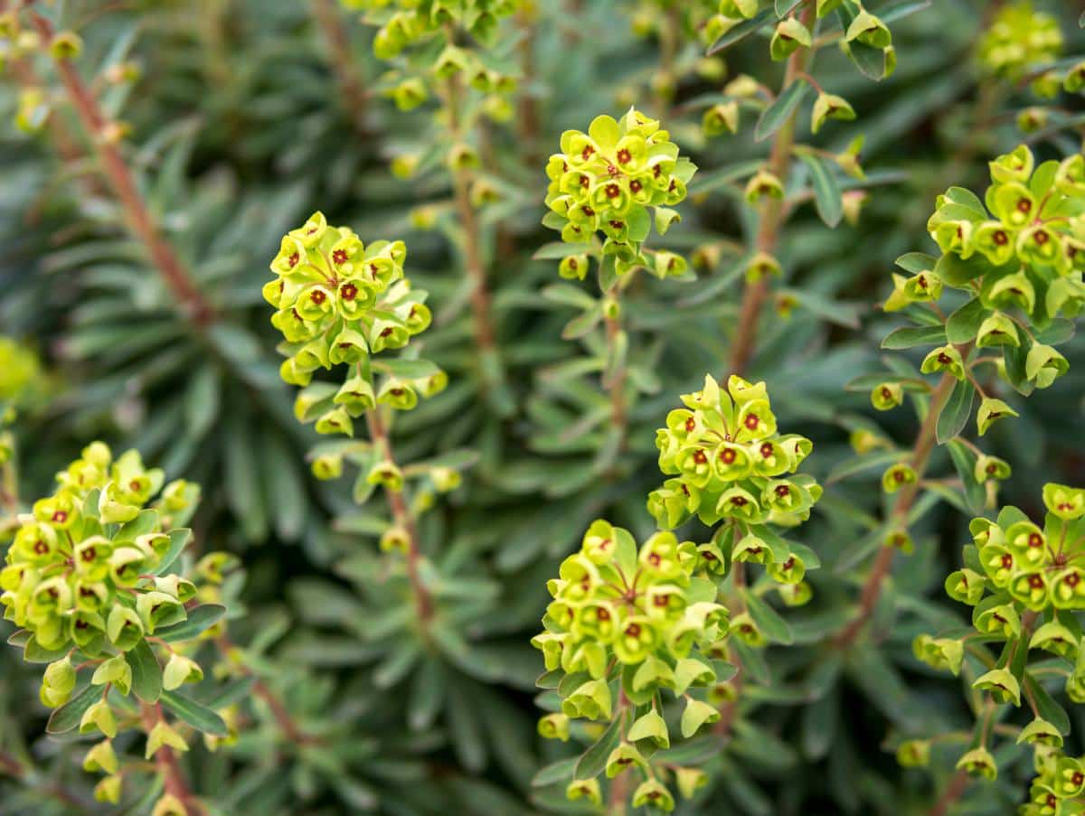 Rocaille : plantes et fleurs couvre-sol pour roche et pierre