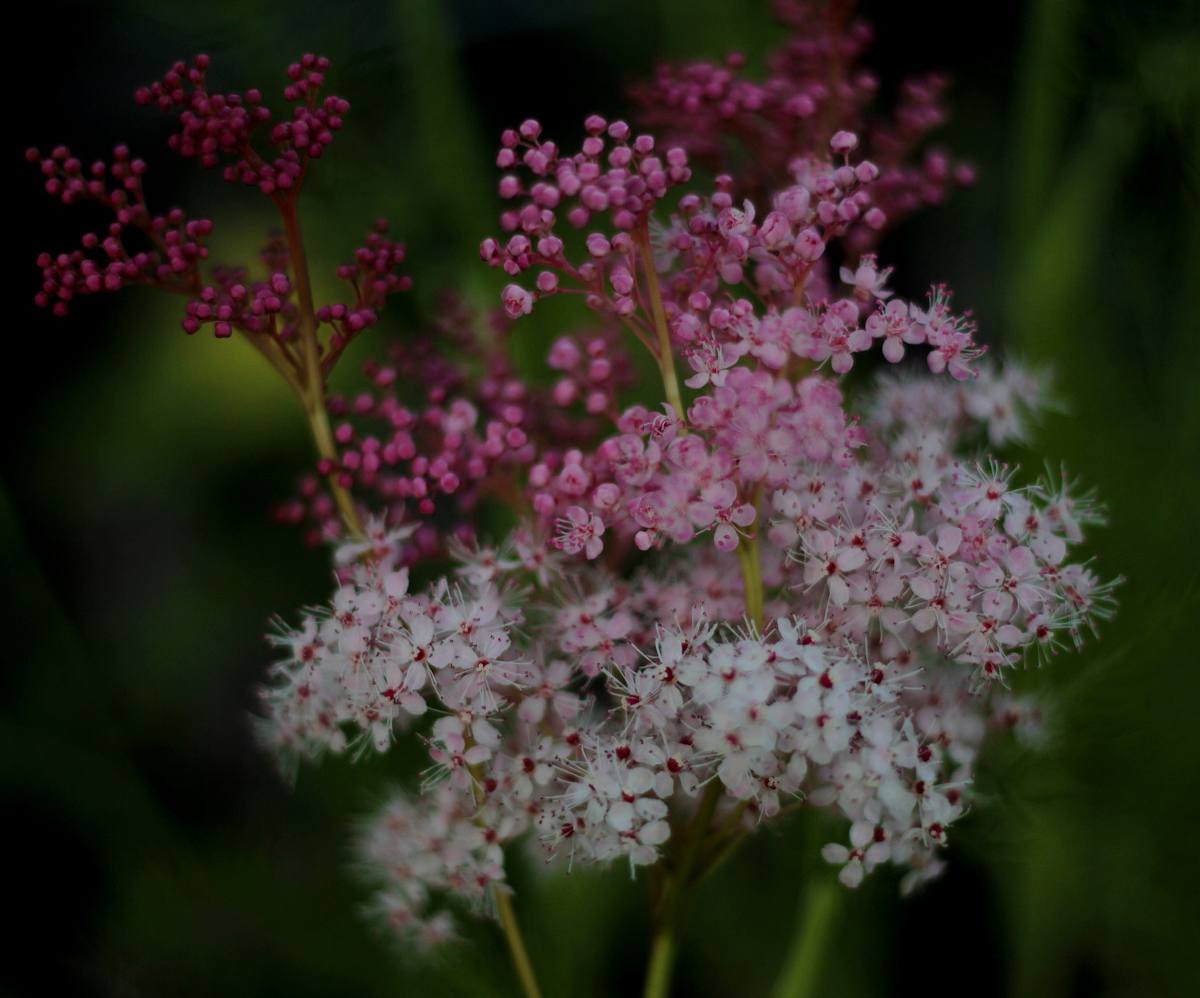 filipendula purpurea