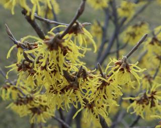 hamamelis arbuste parum hiver