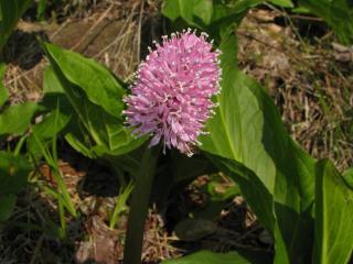 helonias bullata - oeillet des marais - Plantation entretien