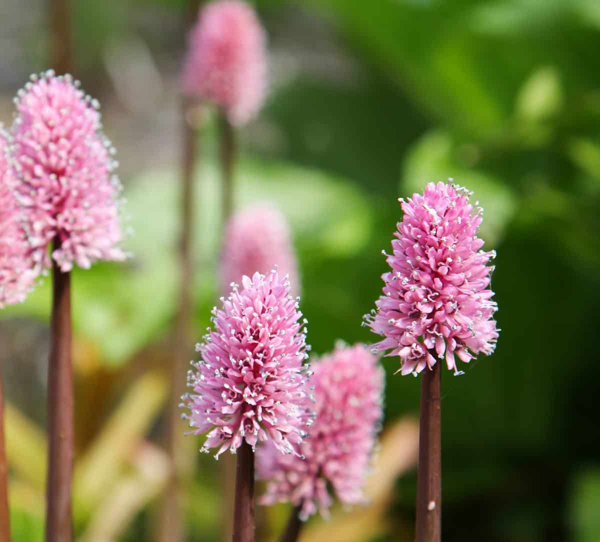 helonias bullata - oeillet des marais