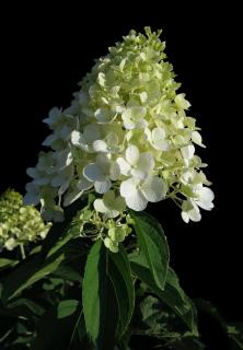 hortensia panicule