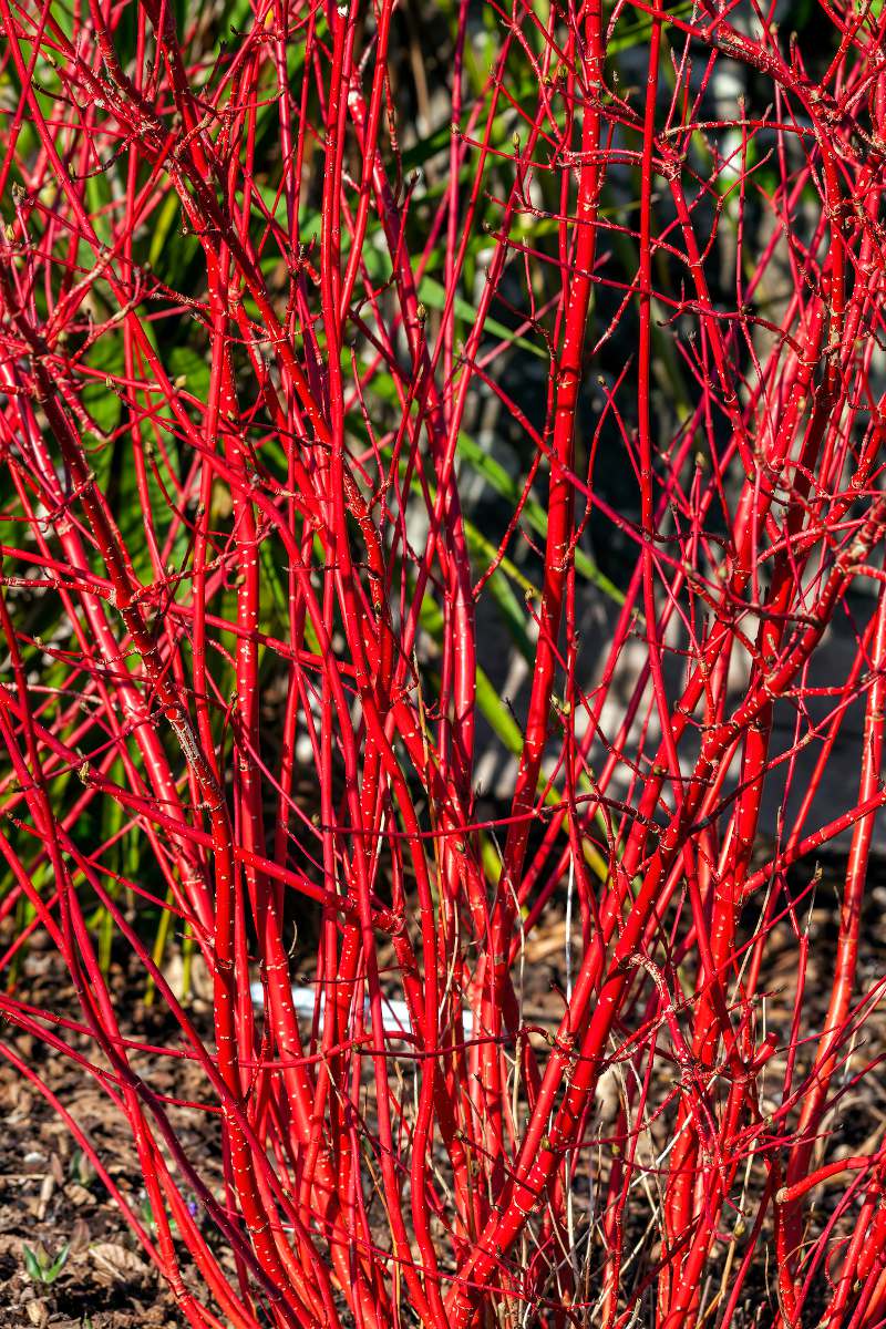 jardin arbuste ecorce coloré