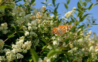 ligustrum japonicum - troene du japon - arbuste persistant