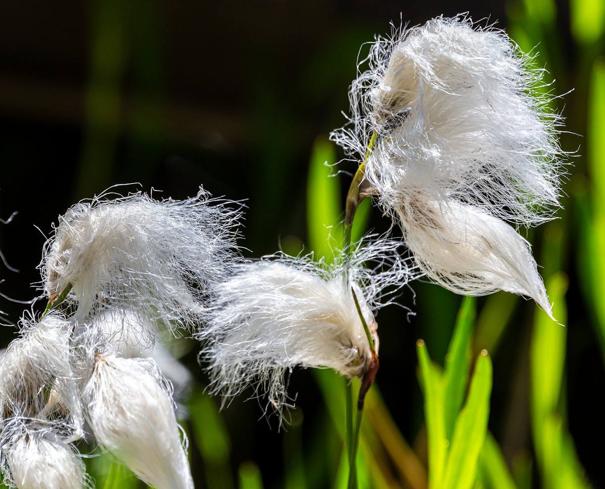 linaigrette - Eriophorum angustifolium