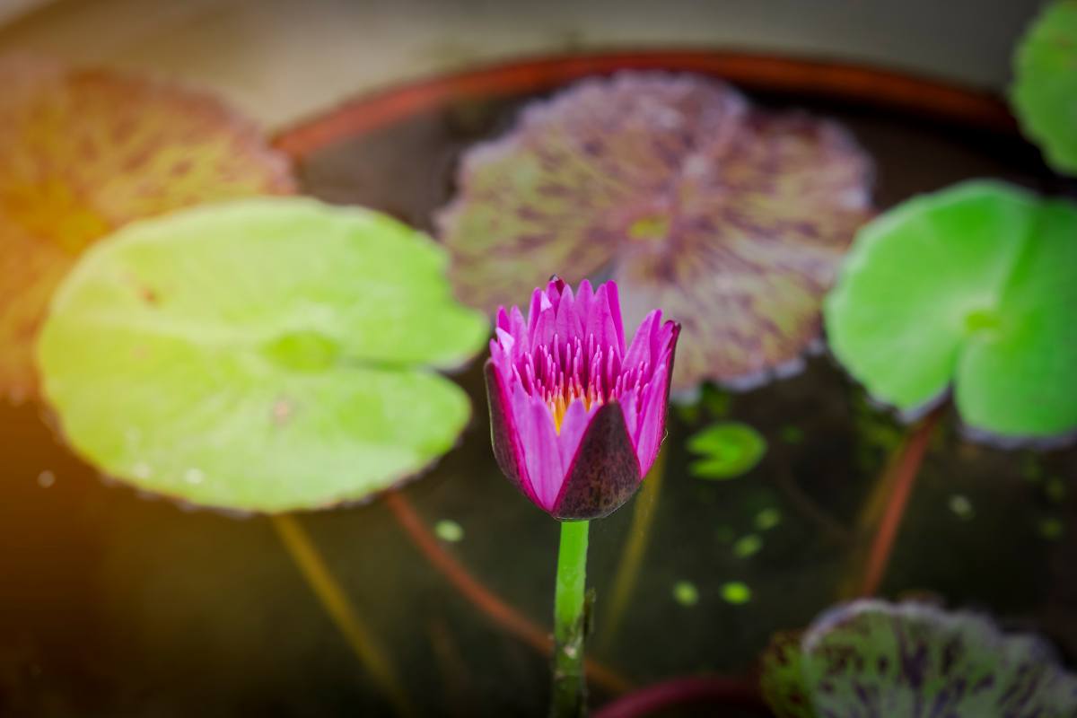 mini jardin aquatique