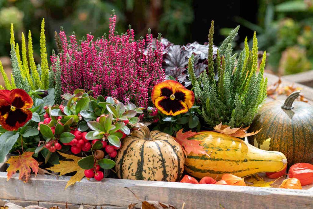 plante de balcon automne