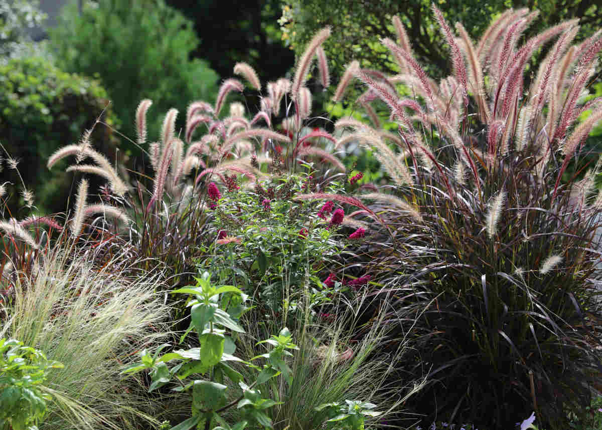 plantes graminée