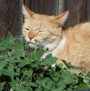 plantes pour chat