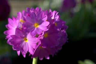 primevere denticulee - primula denticulata