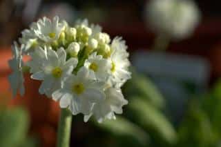 primevere denticulee - primula denticulata - plantation entretien