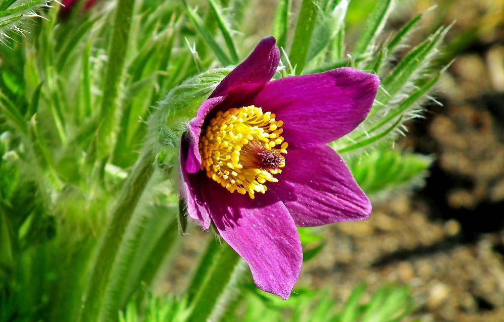 Anémone pulsatille - Pulsatilla vulgaris : Plantation et Entretien