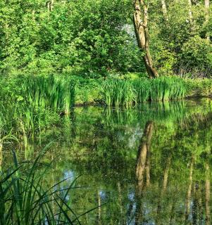 Acorus calamus - Acore odorant culture