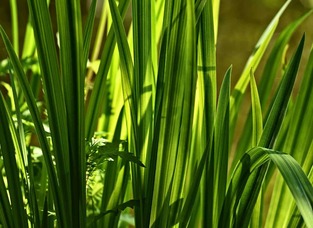 Acorus calamus - Acore odorant