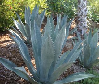 Agave americana